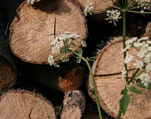 close up of cut logs with white flowers in front of them